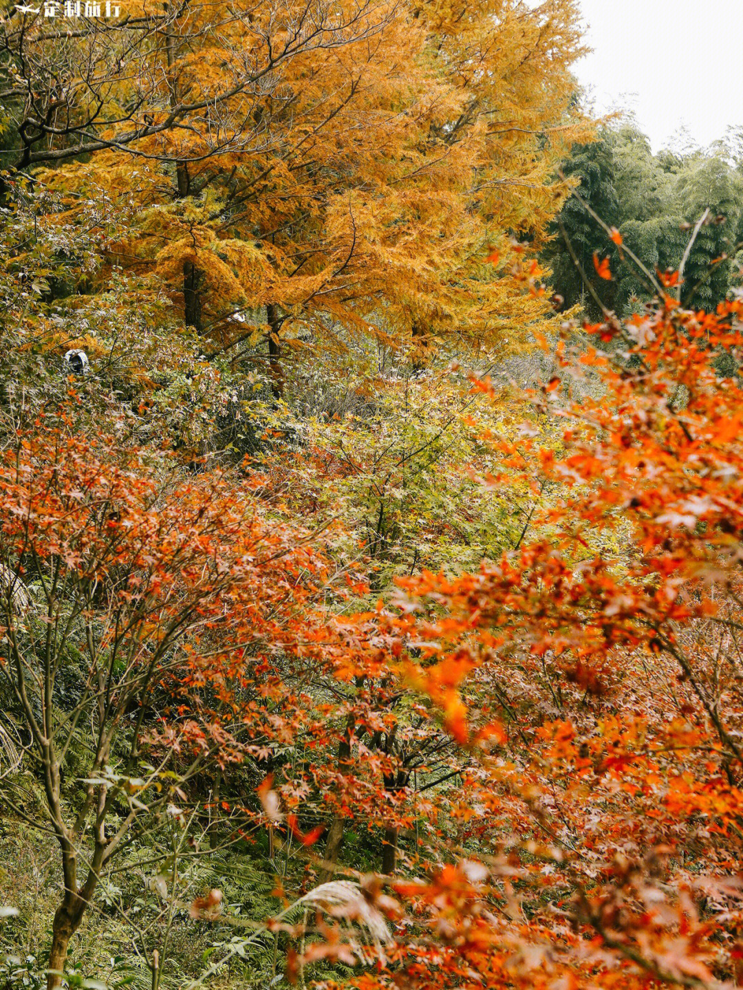 四明山赏红枫最佳地点图片