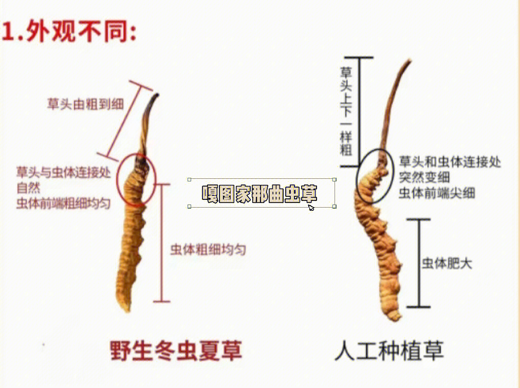 野生冬虫夏草与人工种植虫草的有4大区别