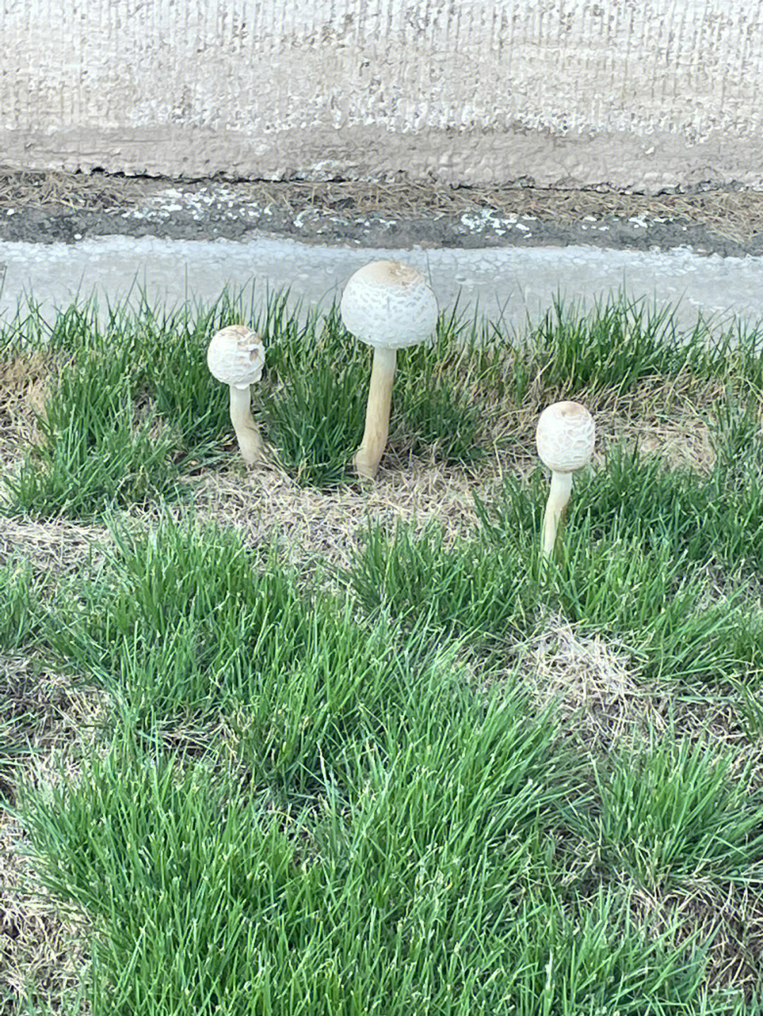 雨后草地上白色的蘑菇图片