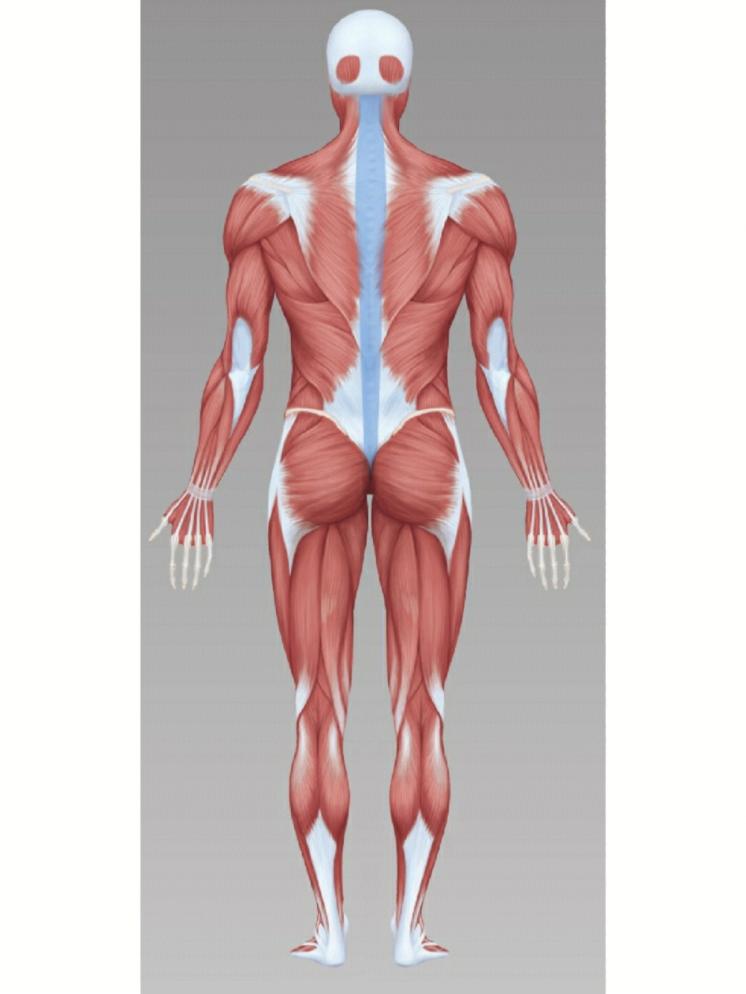 竖脊肌下部下背部肌肉力量加强与拉伸