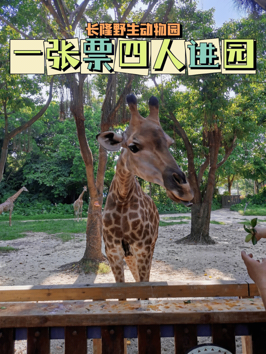 东莞野生动物园门票图片