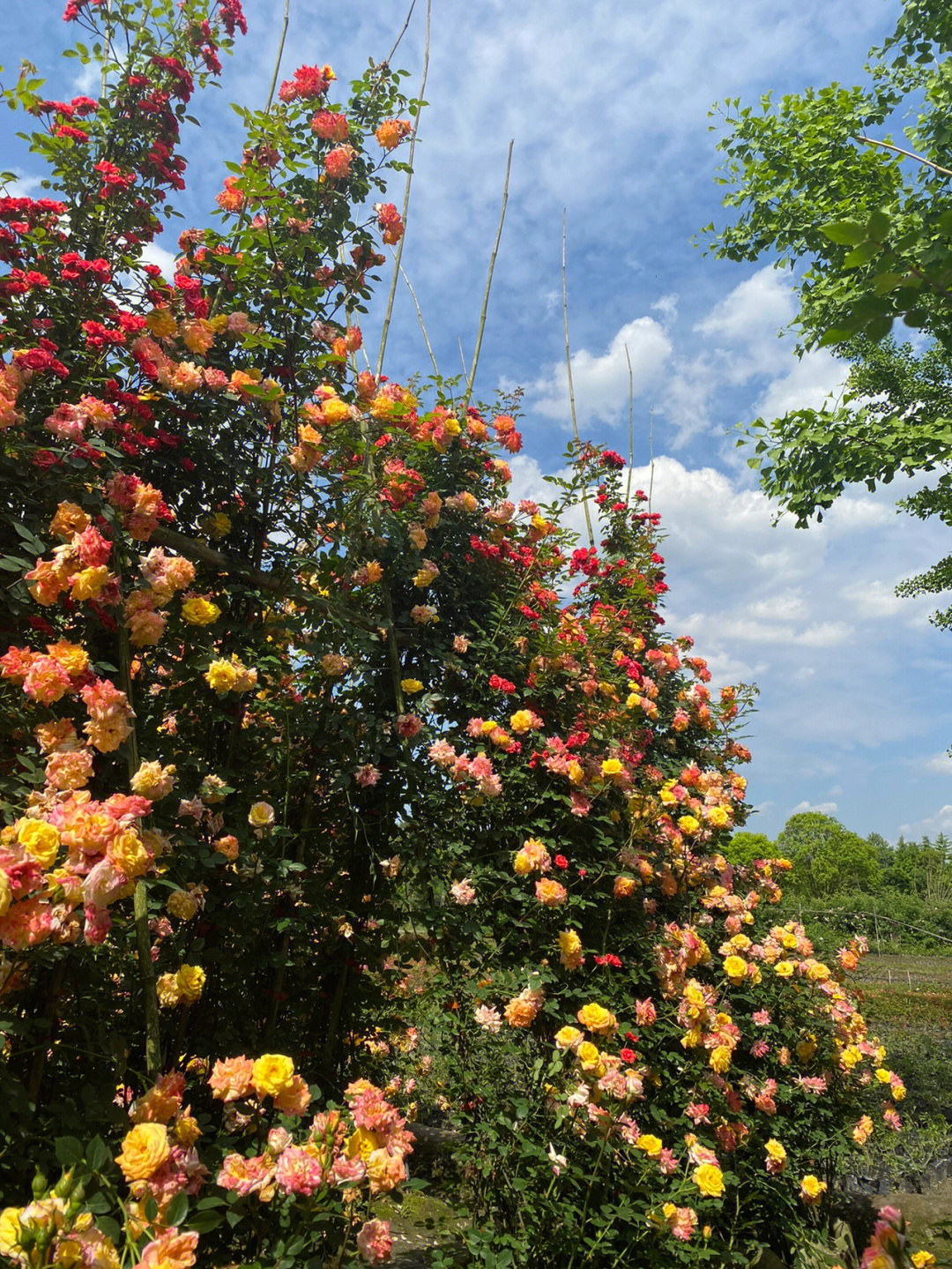 温江弄花里蔷薇花园