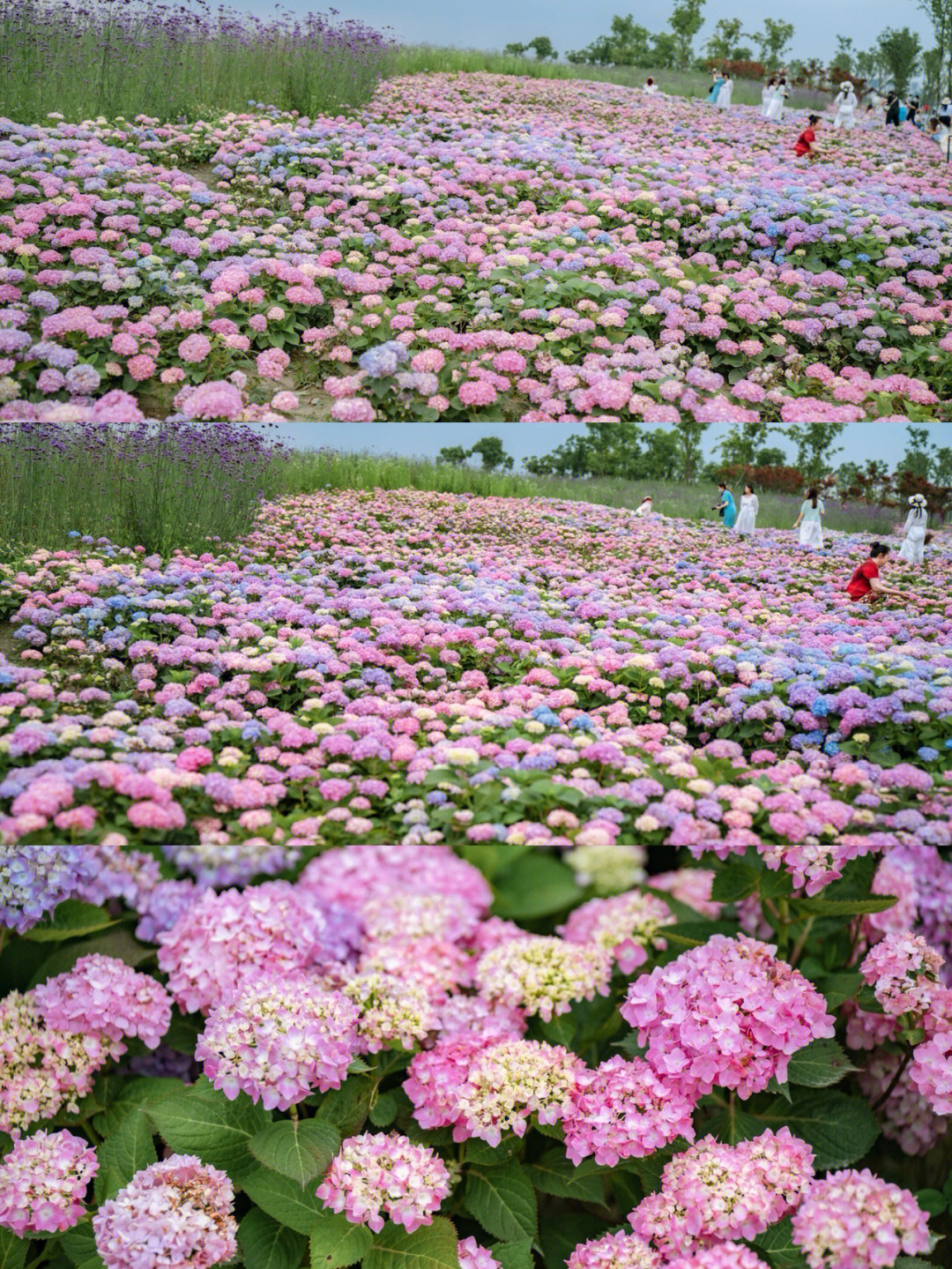 双流花海地址图片