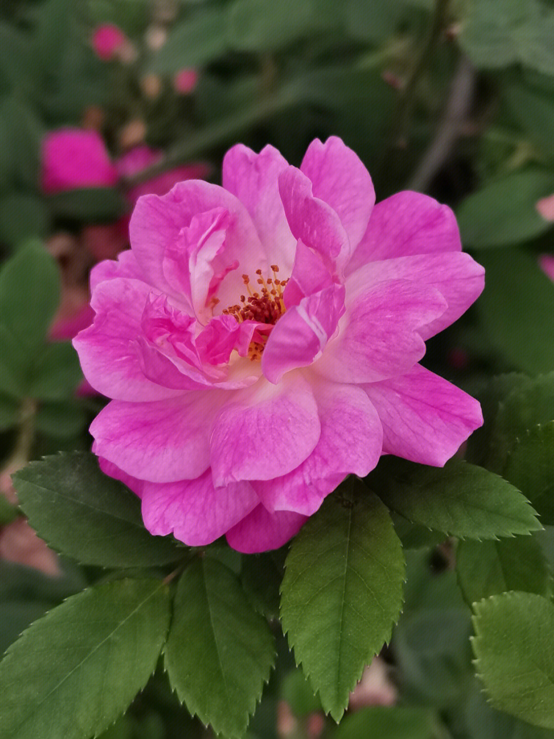 蔷薇花的样子图片