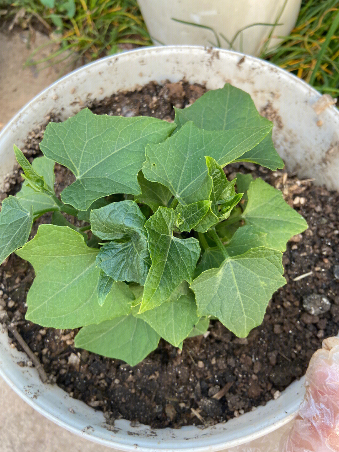 佛手瓜花盆种植方法图片