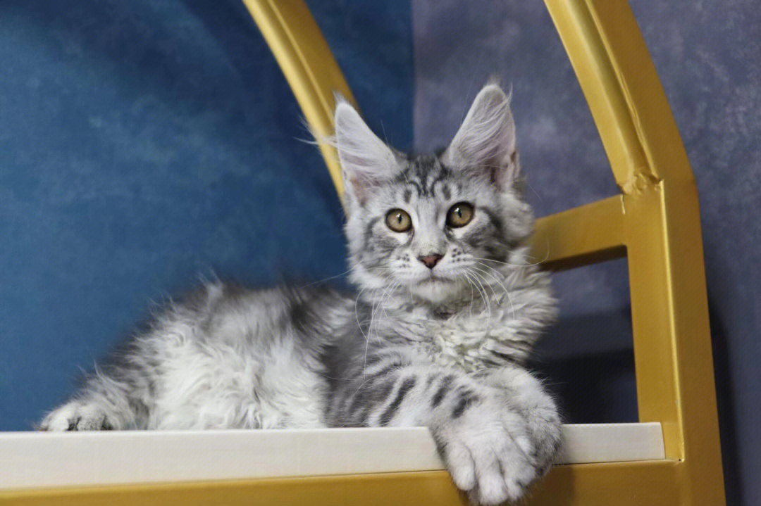 银虎斑缅因猫小时候图片