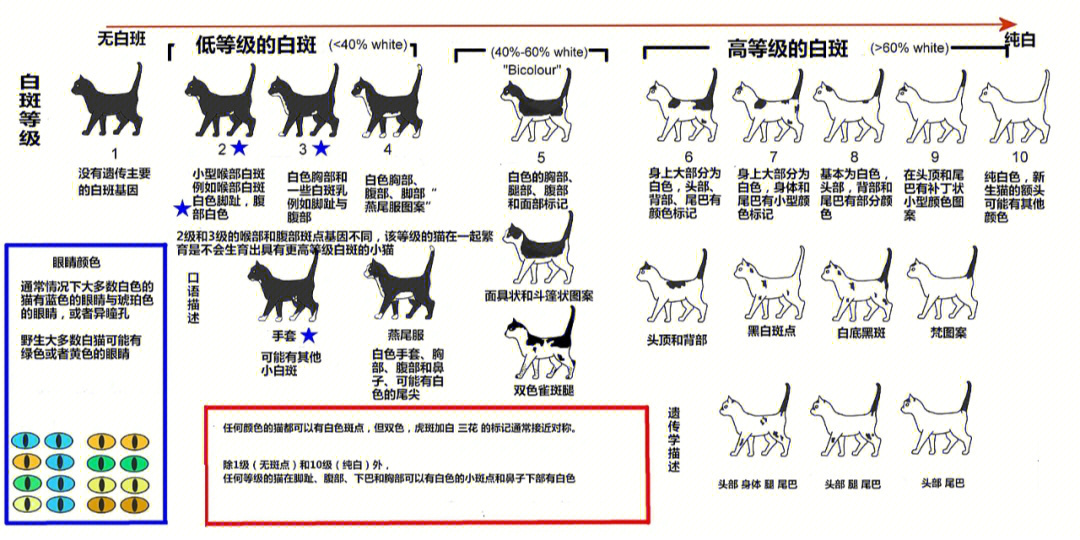 猫咪颜色白斑