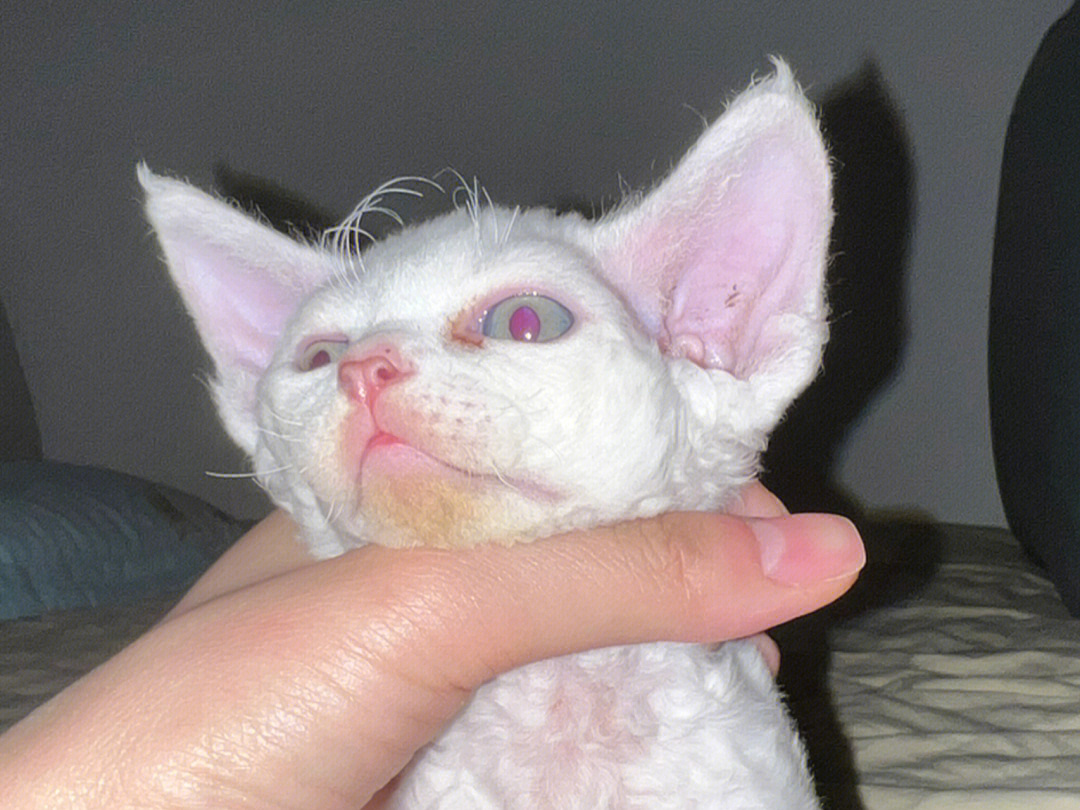 纯白小猫咪从小一直是红瞳,一直觉得是蓝眼睛～因为一直接触到的知识