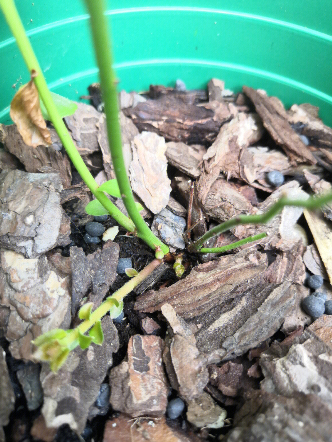 两个半月的蓝莓苔藓苗出新笋芽了