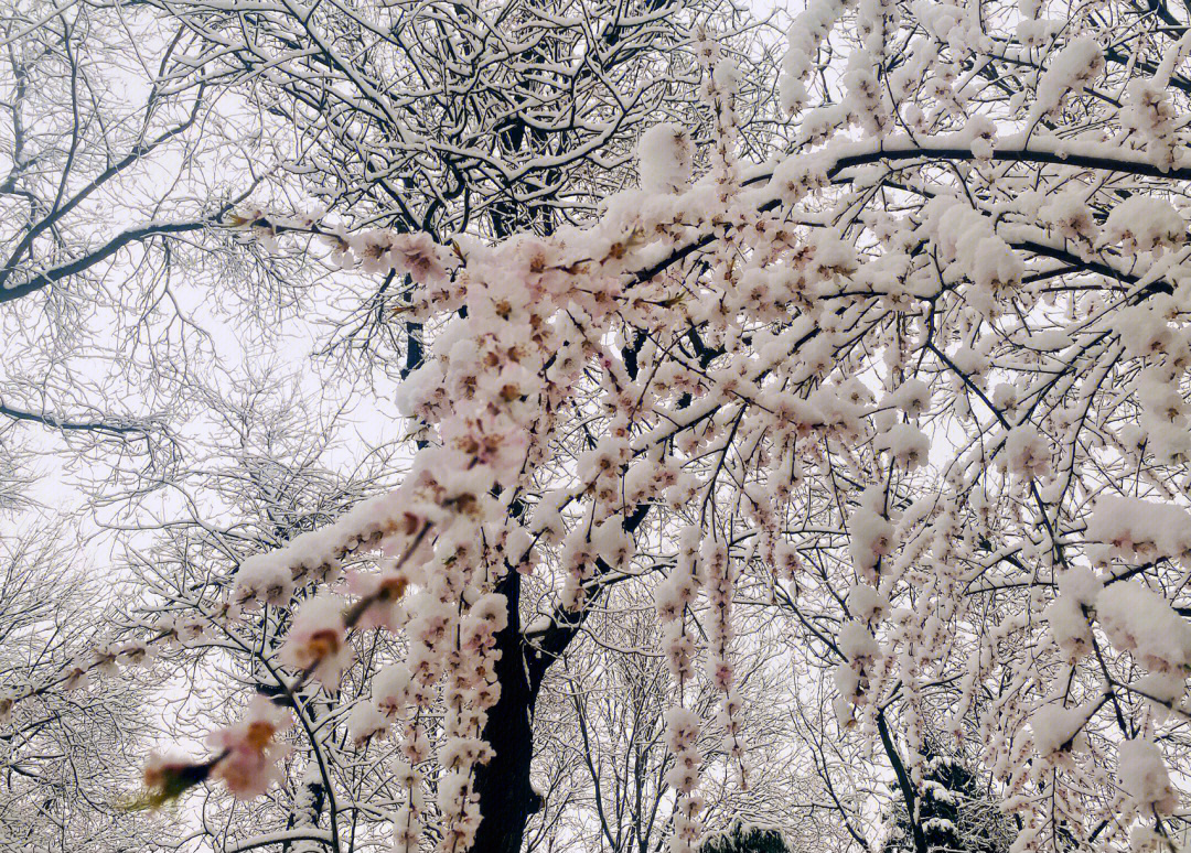 北京雪三月