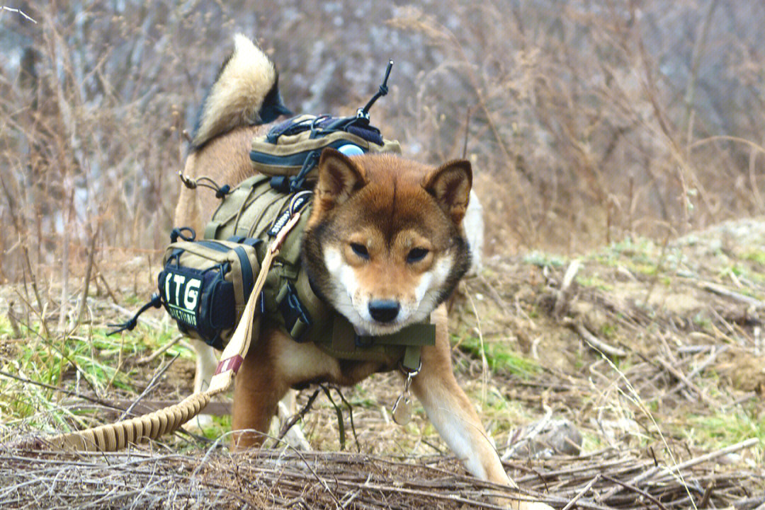 柴犬特种兵图片