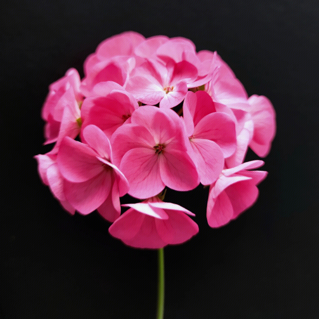 粉色天竺葵花语图片