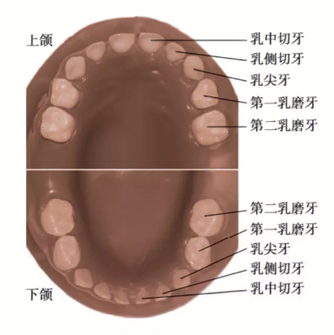 大板牙是什么意思图片