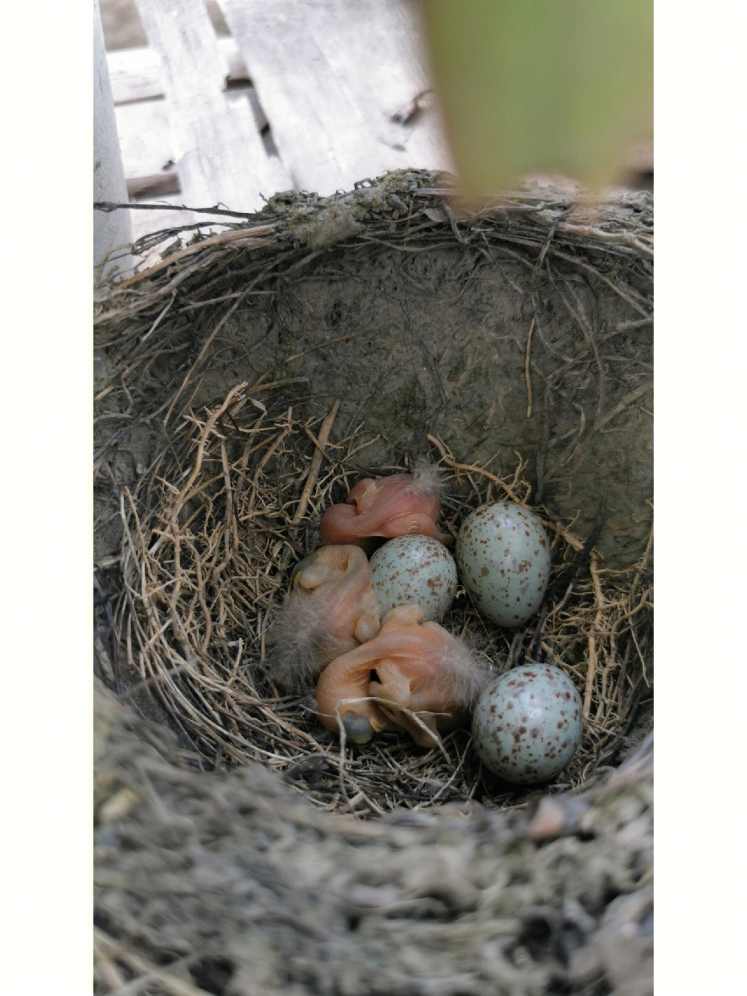 6月18日发现有一窝鸟蛋,隔几天去看看,孵出来三只,长长挺快,鸟妈妈