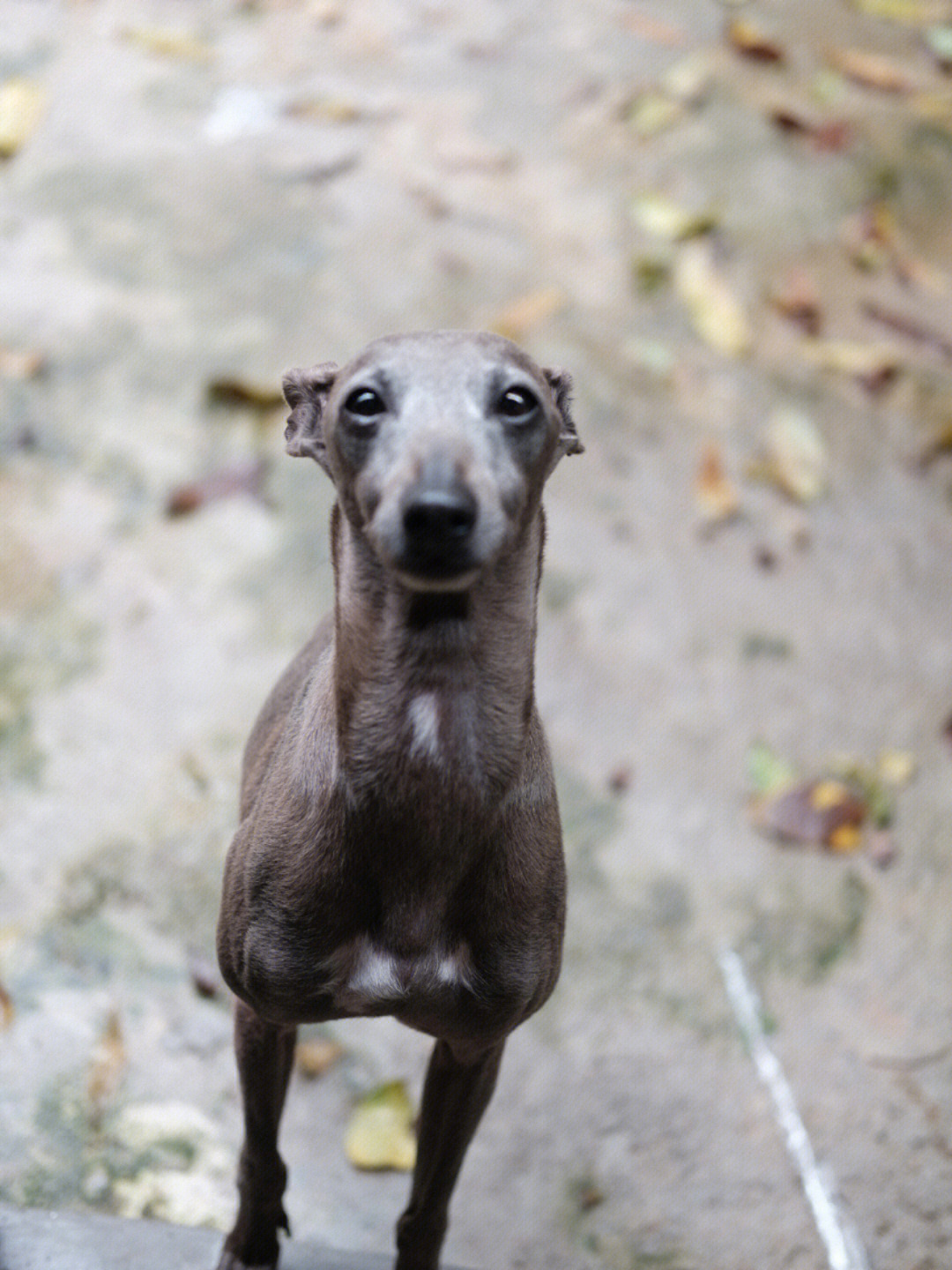 意大利小灵缇犬舍图片