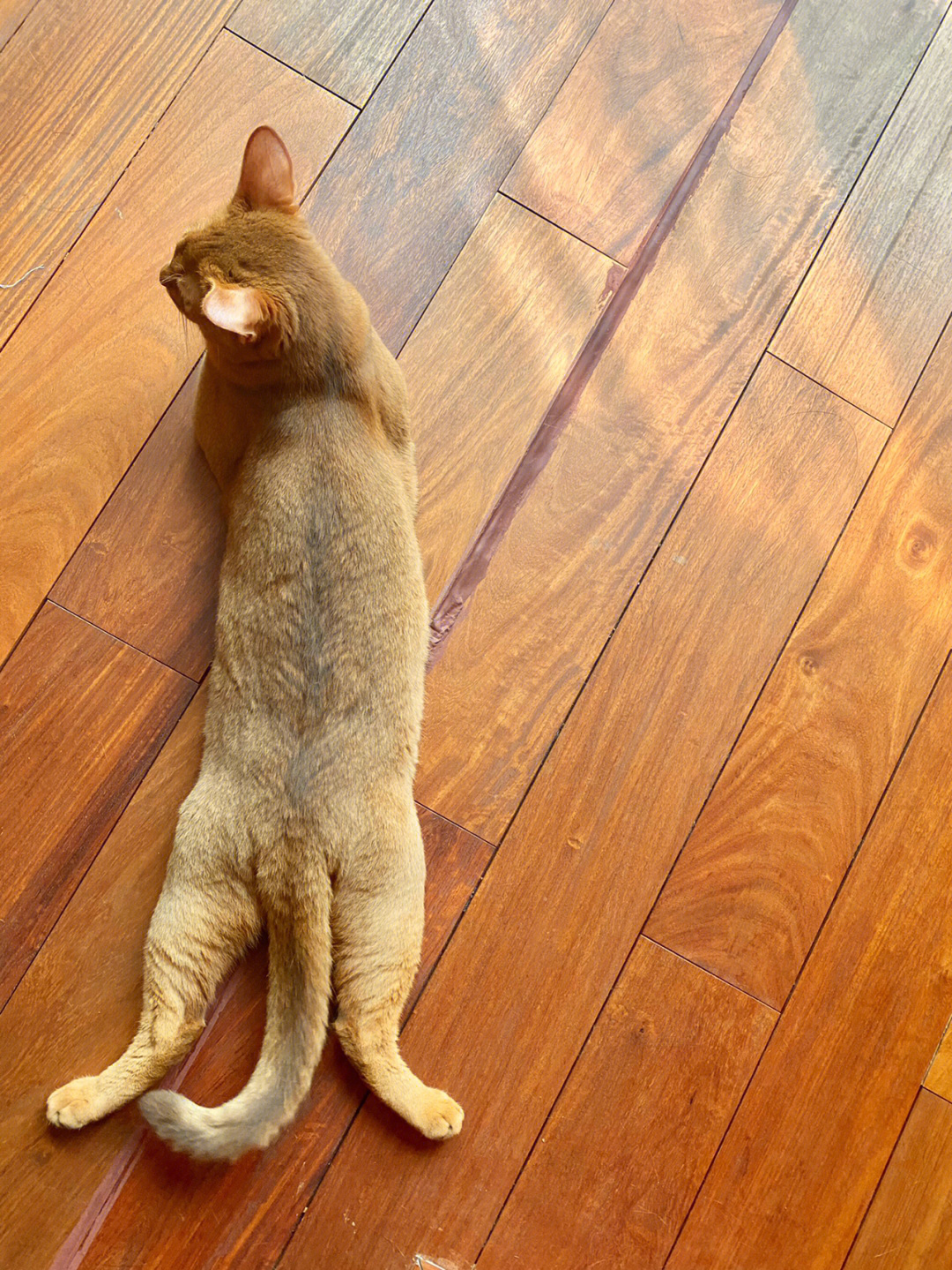 猫趴的正确姿势图片