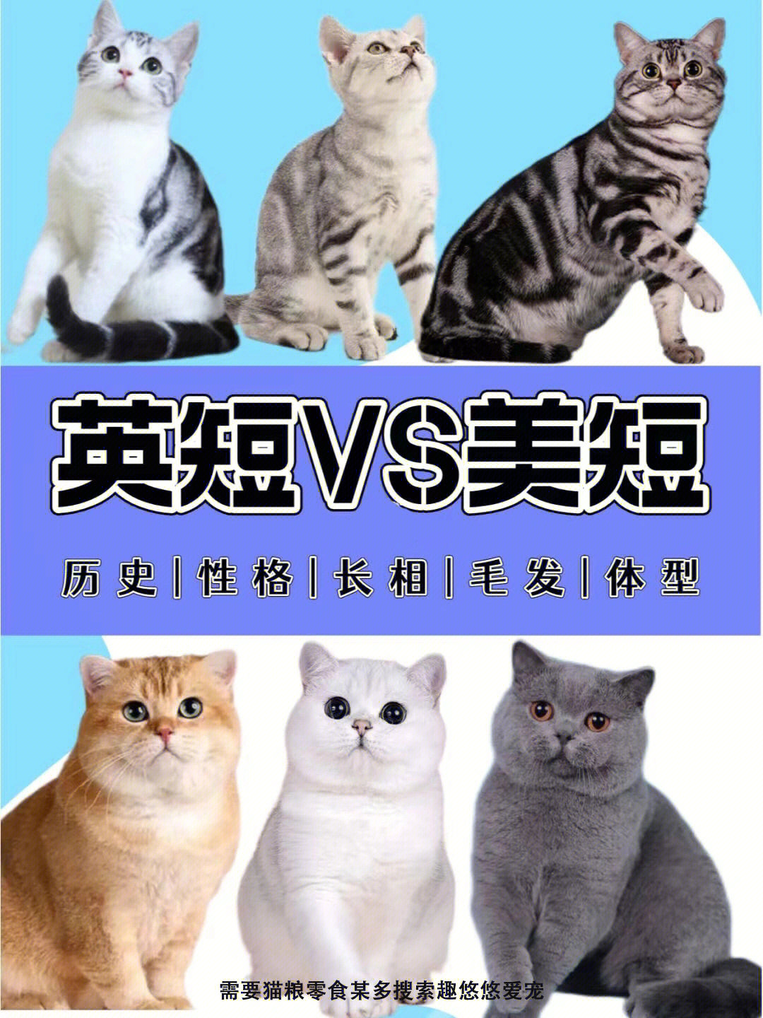 美短猫和英短猫的杂交图片