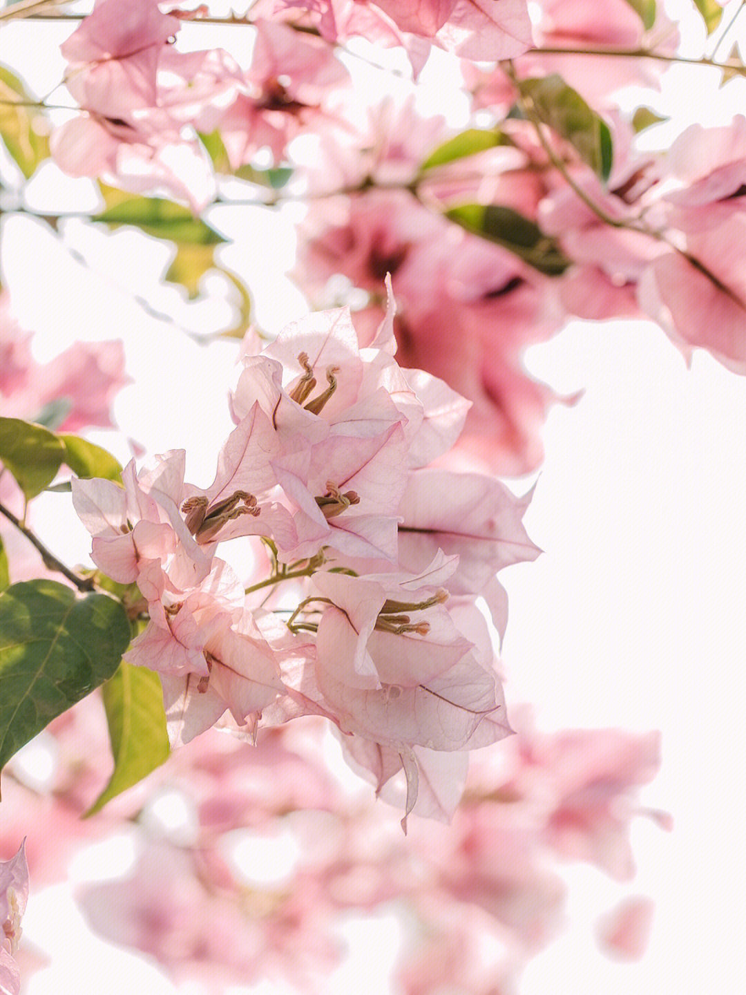 勒杜鹃的花萼图片