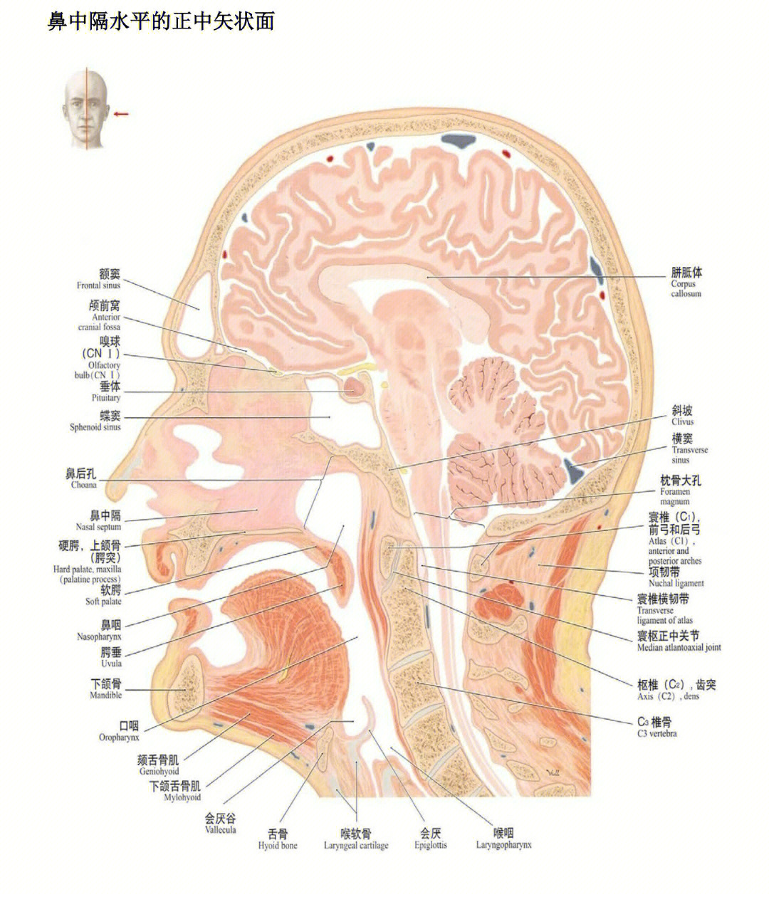 颈部横断解剖结构图解图片