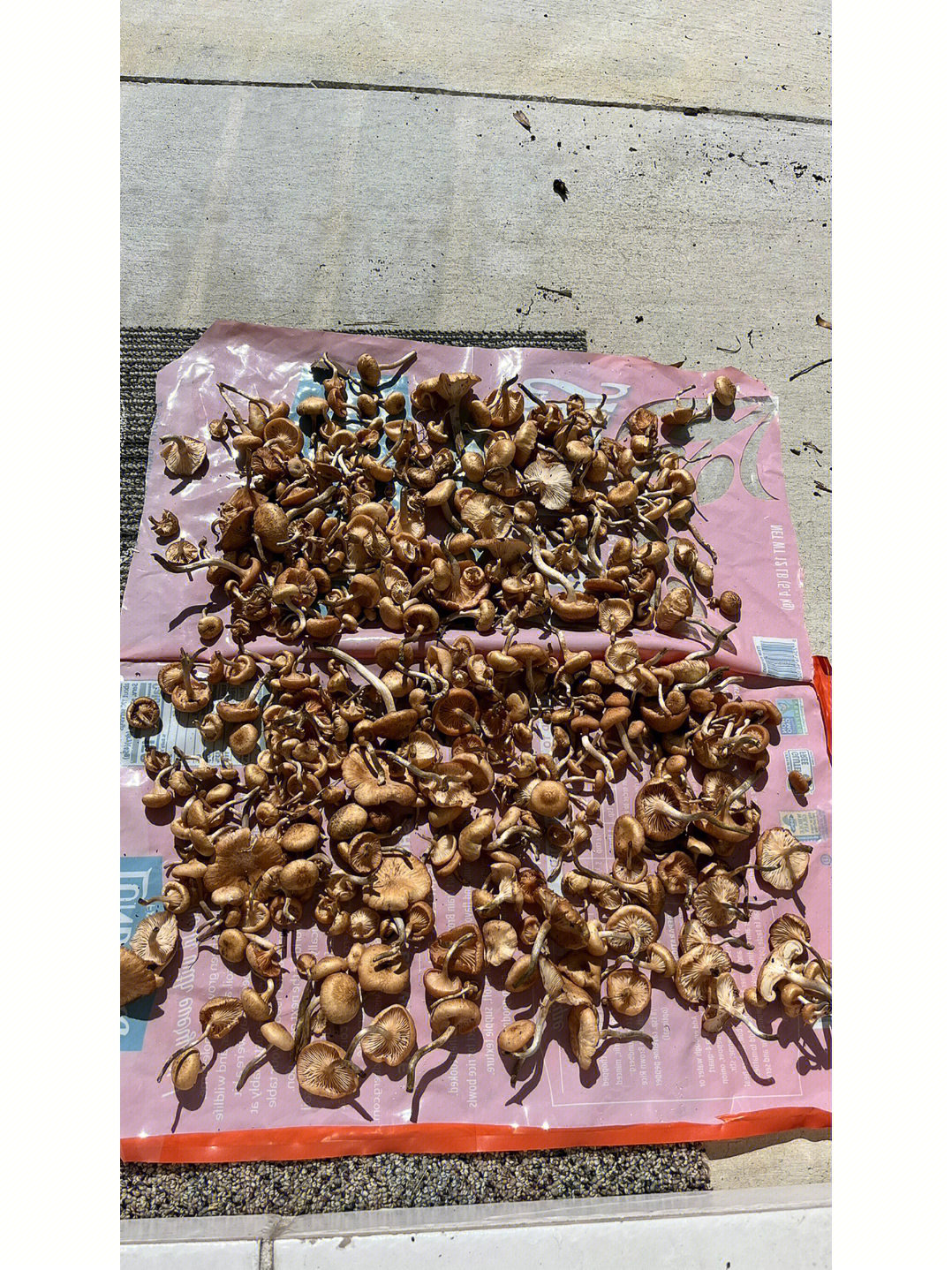 感觉像假蜜环菌ringless honey mushrooms ,很像茶树菇,也不知道是不