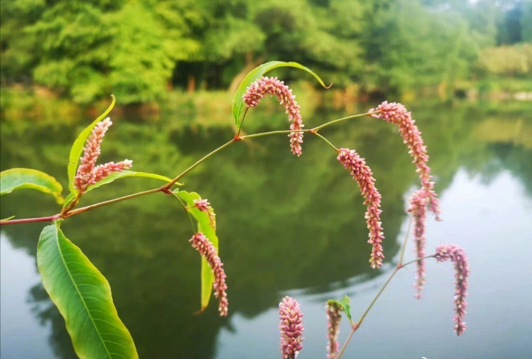 酸模叶蓼 蓼色醉清秋