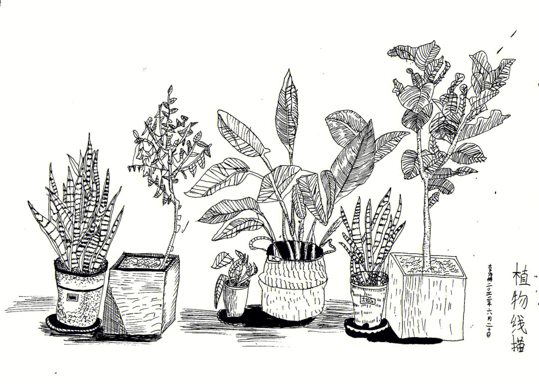 线描画盆栽植物图片图片