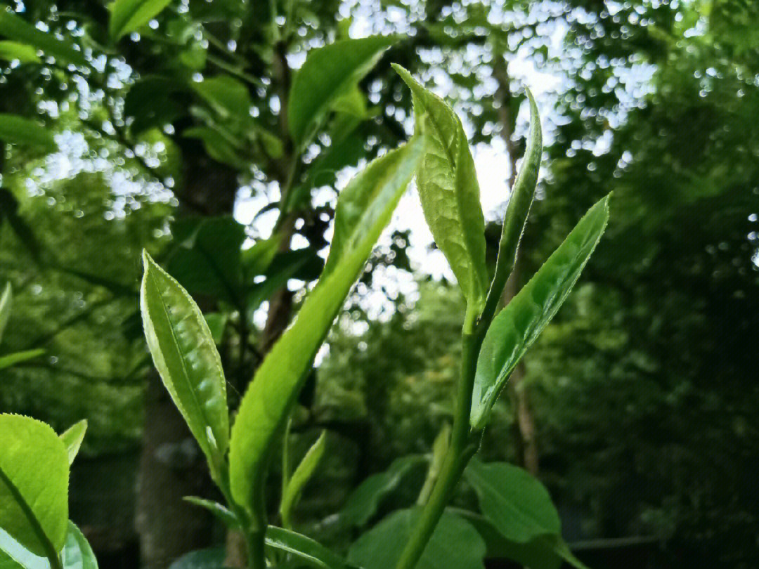 临沧白莺山古树茶特点图片