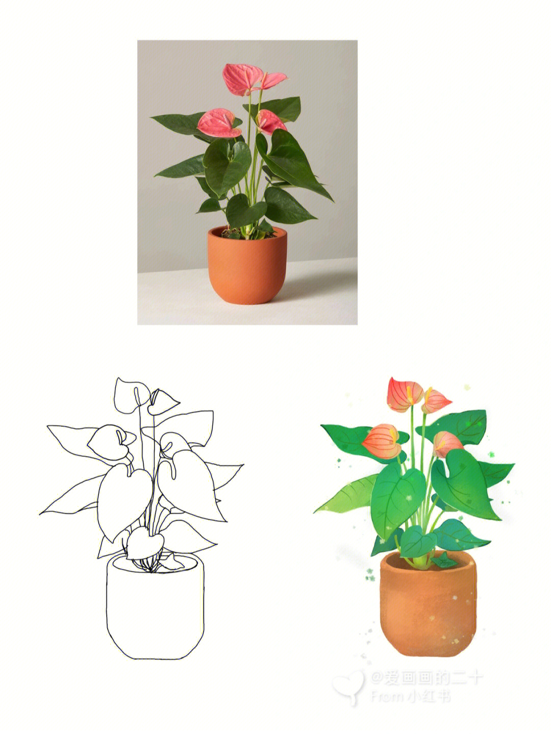 植物的写生画简单图片