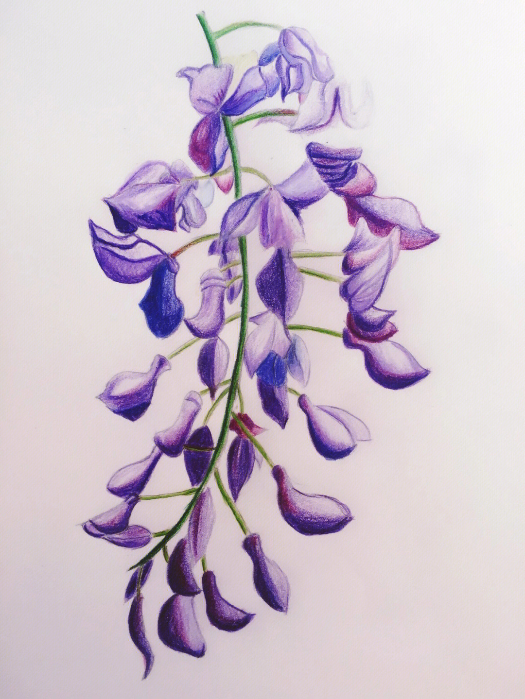 紫藤花涂色图片