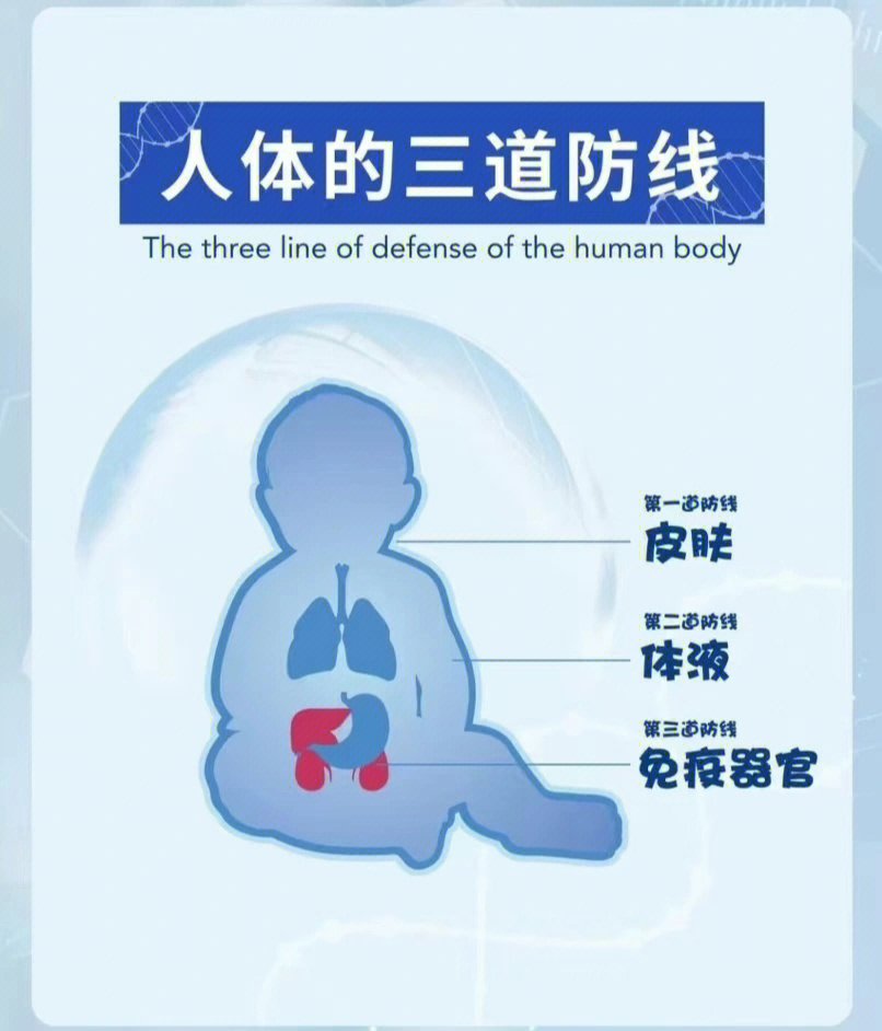 人体三道防线图解图片