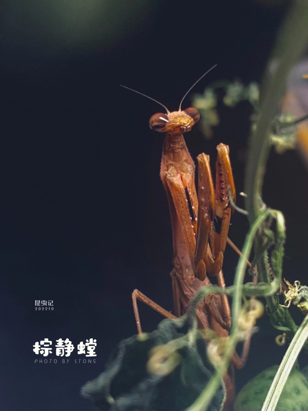 毒螳螂棕静图片