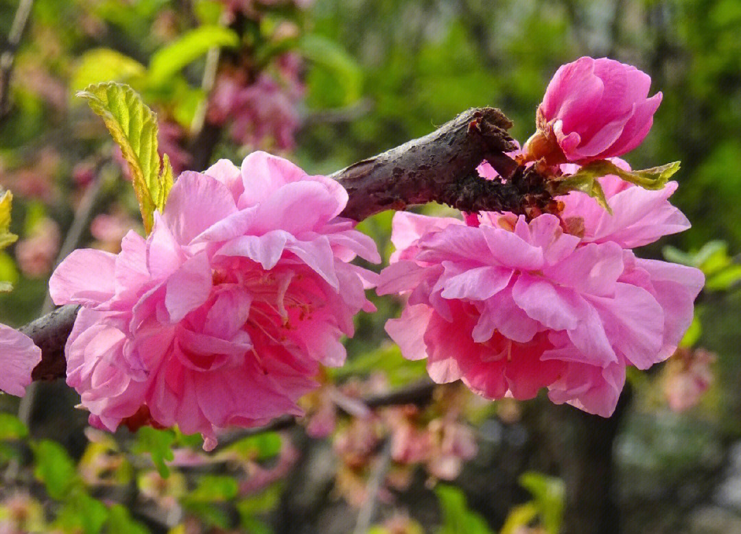 富贵海棠花介绍图片