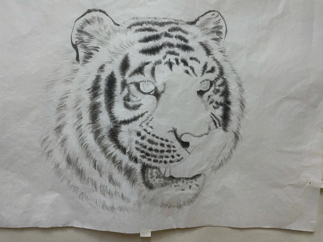 老虎的画像画法图片