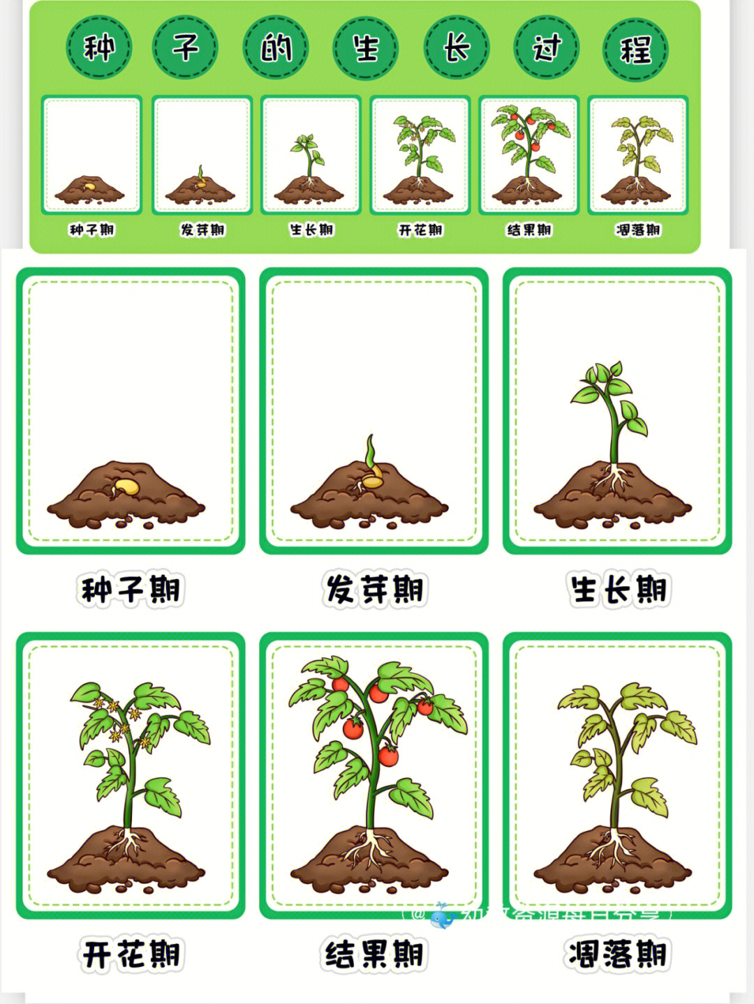 幼儿园环创种子的生长过程