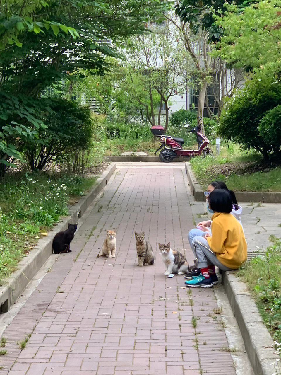 猫咪后院喵喵队6989开大会