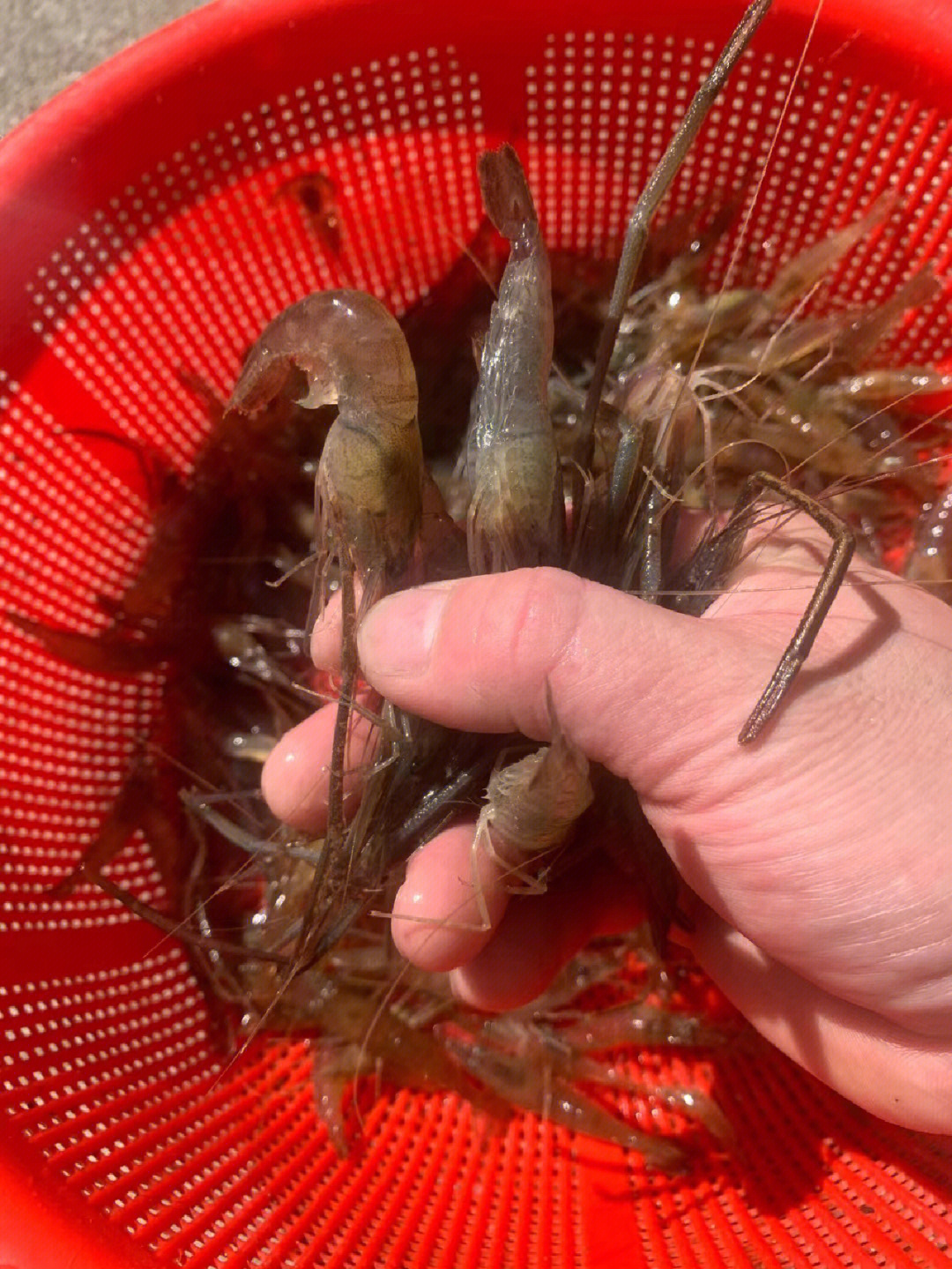 山虾拥有多种吃法,图上的你喜欢哪种