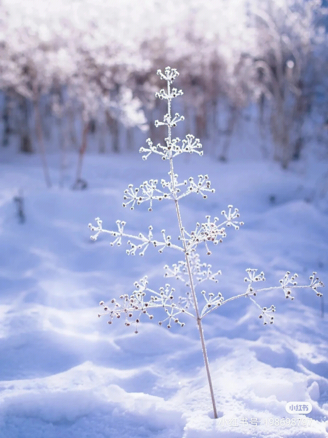 雪景图