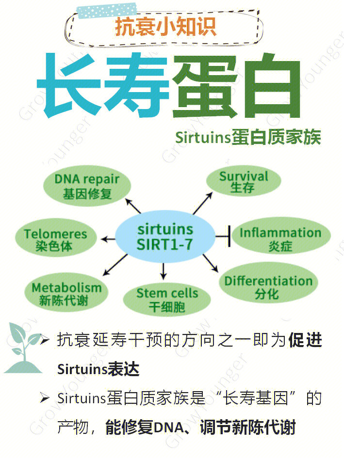 方向之一即为促进sirtuins表达sirtuins蛋白质家族是"长寿基因"的产物