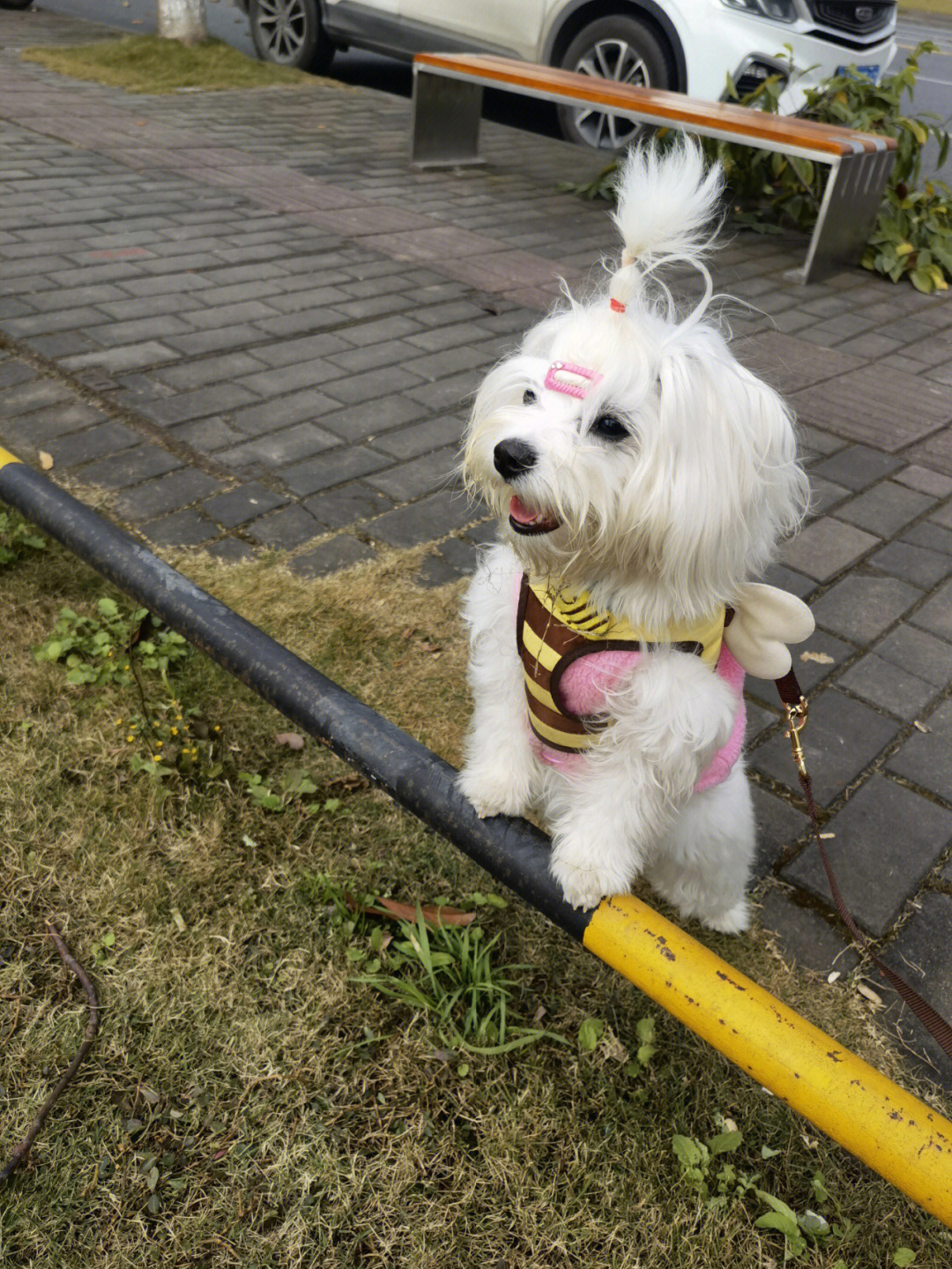 马尔济斯犬智商图片