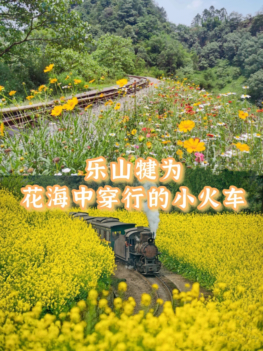 乐山犍为花海中穿行的小火车