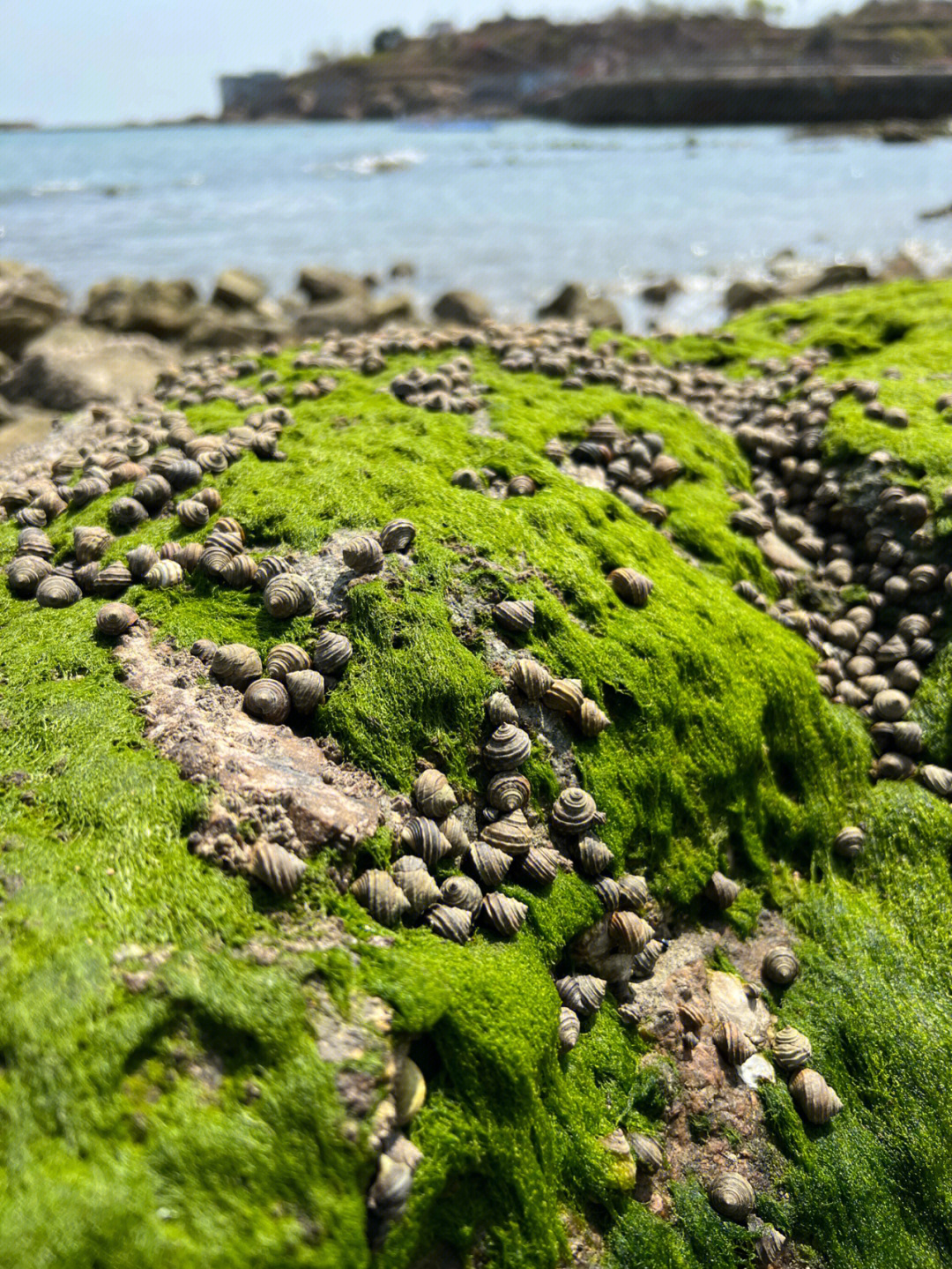 青岛崂山赶海的盛况09爬满礁石的小青螺90