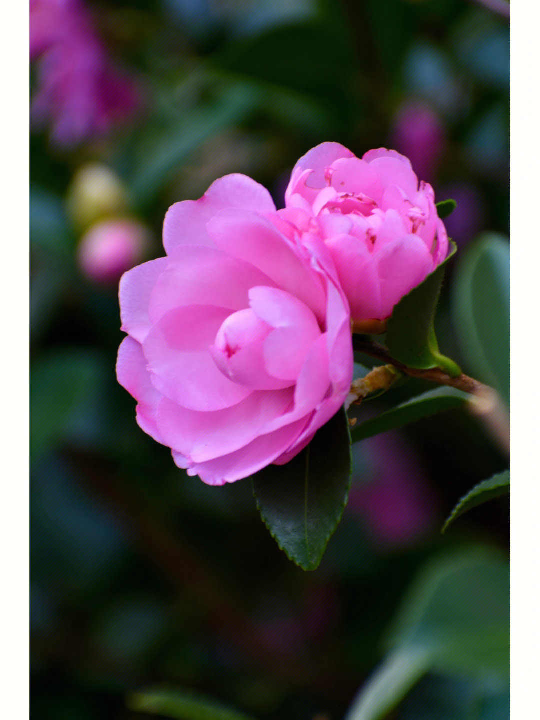院子里的茶梅花每一朵都不同