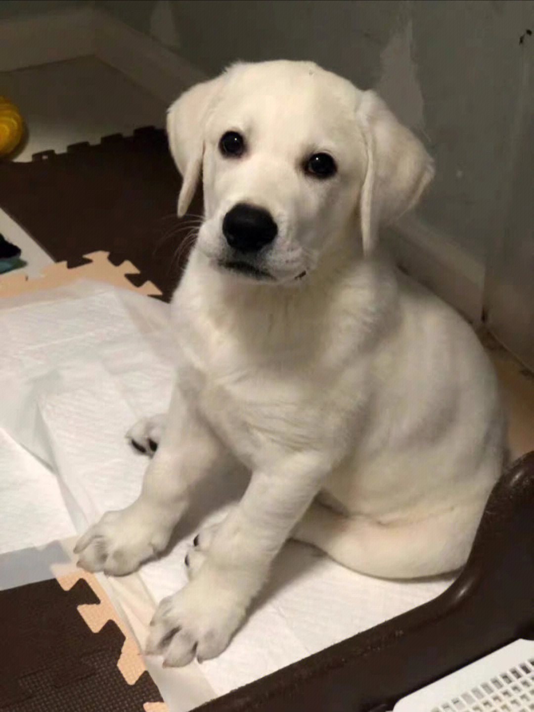 自家养殖的拉布拉多幼犬,拉不拉多幼犬宠物狗狗陪伴犬找主人 母狗生的