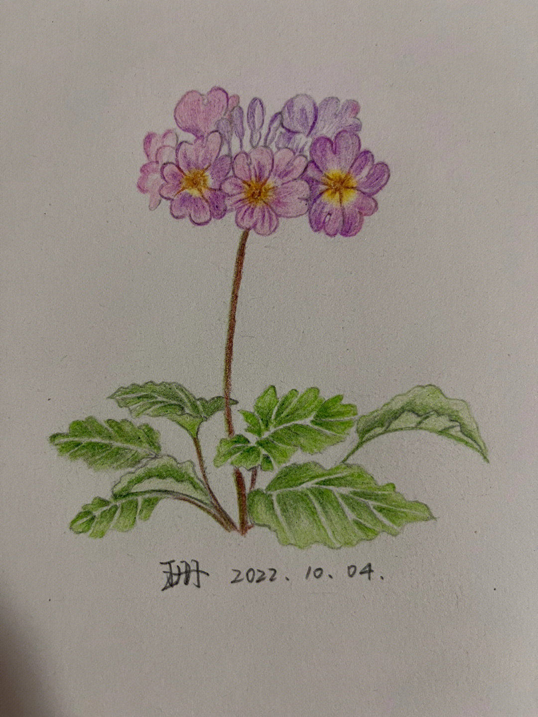 水溶性彩铅画樱花教程图片