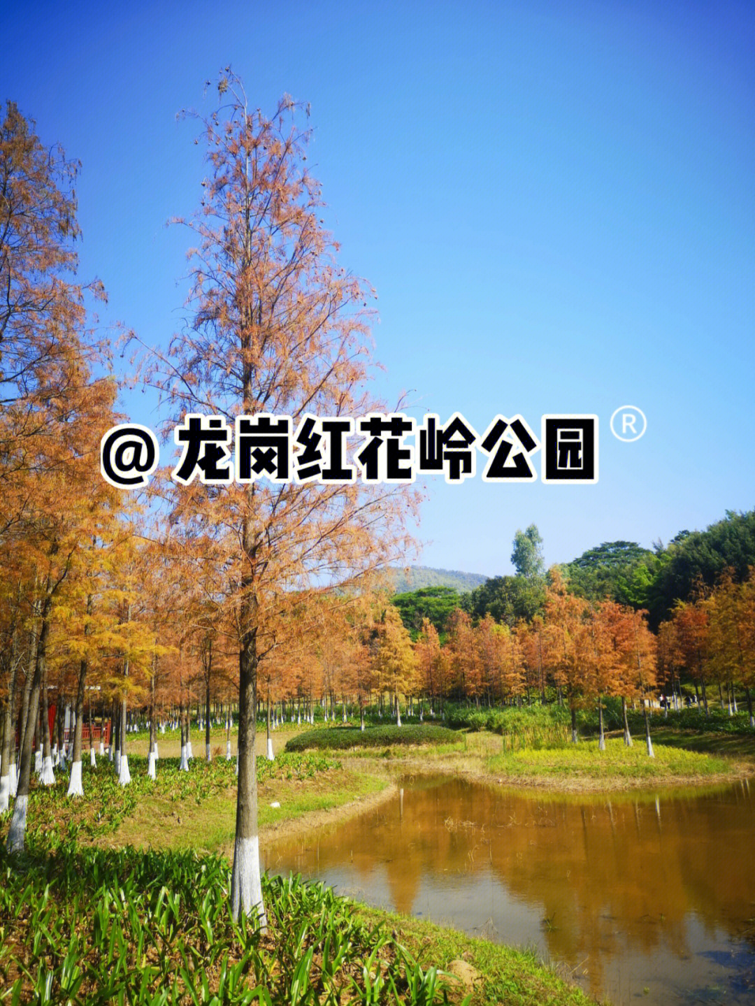 龙岗红花岭公园怎么走图片