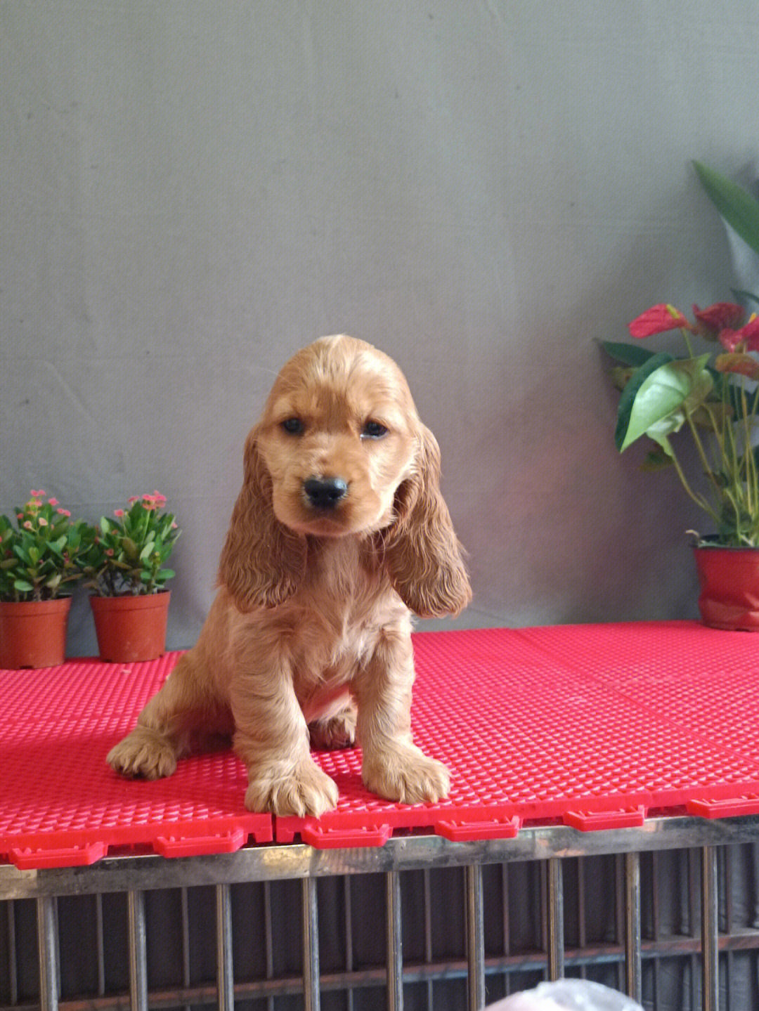 第一天来小红薯可卡犬可卡犬幼犬