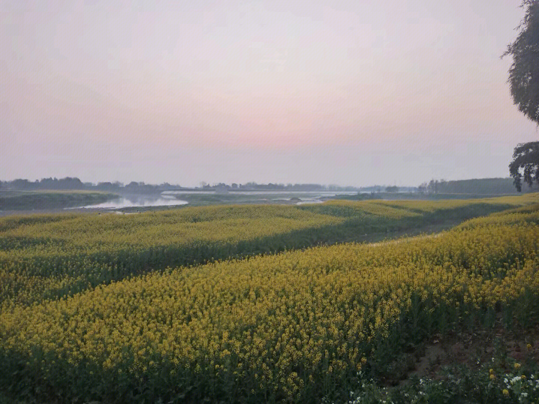 蒲江两河村油菜花图片