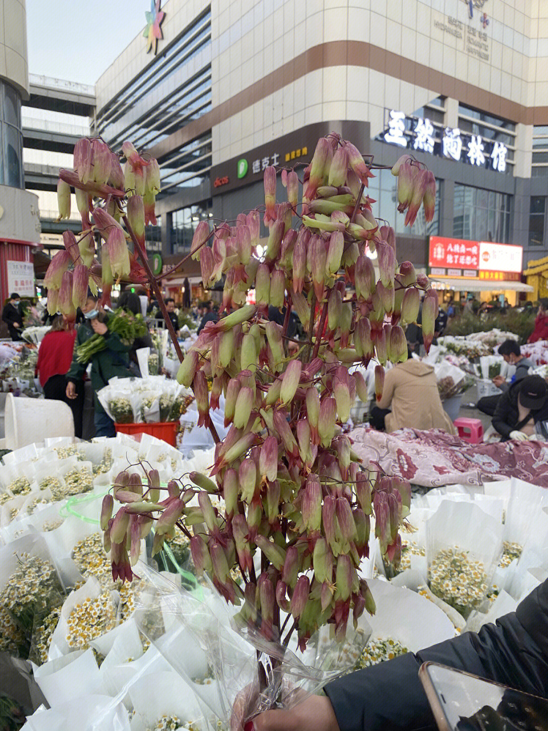 斗南花卉市场一日游图片