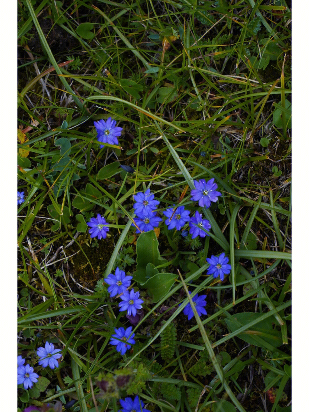 高原上不起眼的小蓝花叶如龙葵味苦似胆