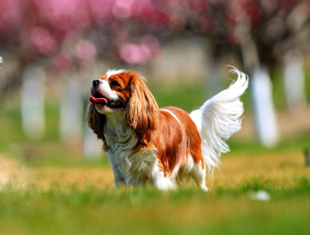 克里小猎犬图片